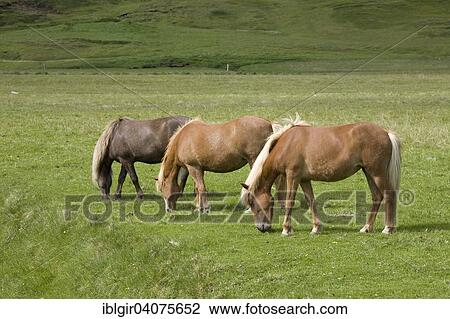 Icelandic horses Iceland View Large Photo Image Stock Image - Icelandic horses Iceland. Fotosearch