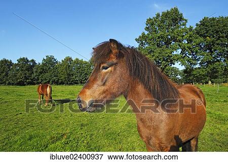 "Icelandic Horses in a paddock, Germany, Europe" View Large Photo Image Stock Photo - "Icelandic Horses in a paddock, Germany, Europe". Fotosearch