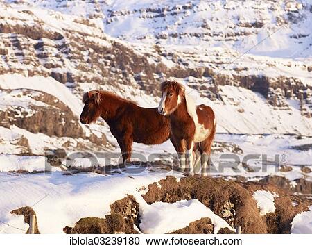 "Icelandic Horses in a snow-covered pasture, Sudost Island, Iceland, Europe" View Large Photo Image Stock Image - "Icelandic Horses in a snow-covered pasture, Sudost Island, Iceland, Europe". Fotosearch