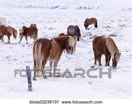 "Icelandic Horses in a snow-covered pasture, Sudost Island, Iceland, Europe" View Large Photo Image Stock Photo - "Icelandic Horses in a snow-covered pasture, Sudost Island, Iceland, Europe". Fotosearch