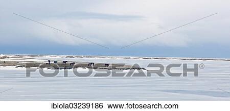 Stock Photograph - "Icelandic Horses in a snow-covered pasture, Sudost Island, Iceland, Europe". Fotosearch