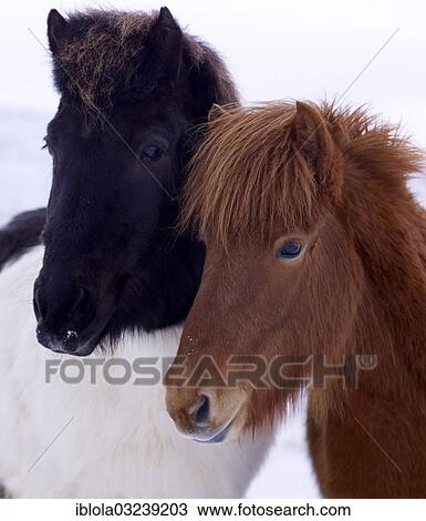 "Icelandic Horses in the snow, portrait, Sudost Island, Iceland, Europe" View Large Photo Image Stock Image - "Icelandic Horses in the snow, portrait, Sudost Island, Iceland, Europe". Fotosearch