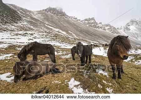 "Icelandic horses in winter in front of snowy mountains, Vestrahorn, Stokksnes, Hofn, Iceland, Europe" View Large Photo Image Picture - "Icelandic horses in winter in front of snowy mountains, Vestrahorn, Stokksnes, Hofn, Iceland, Europe". Fotosearch
