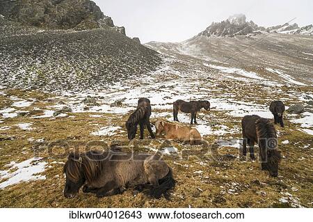 Stock Image - "Icelandic horses in winter in front of snowy mountains, Vestrahorn, Stokksnes, Hofn, Iceland, Europe". Fotosearch