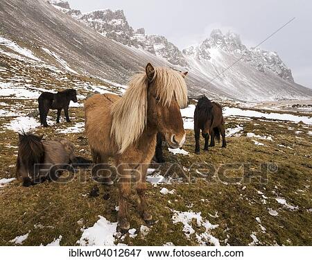"Icelandic horses in winter in front of snowy mountains, Vestrahorn, Stokksnes, Hofn, Iceland, Europe" View Large Photo Image Stock Photo - "Icelandic horses in winter in front of snowy mountains, Vestrahorn, Stokksnes, Hofn, Iceland, Europe". Fotosearch