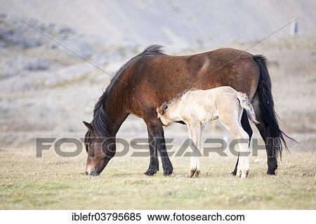 "Icelandic Horses, mare and foal, Hofn i Hornafiroi, Iceland, Europe" View Large Photo Image Stock Photography - "Icelandic Horses, mare and foal, Hofn i Hornafiroi, Iceland, Europe". Fotosearch