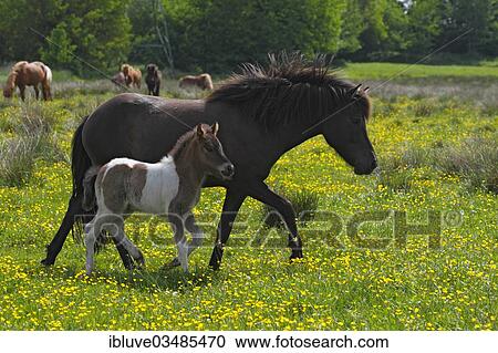 "Icelandic horses, mare and foal, walking on a pasture, Germany, Europe" View Large Photo Image Stock Image - "Icelandic horses, mare and foal, walking on a pasture, Germany, Europe". Fotosearch