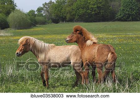Stock Image - "Icelandic horses on a pasture, Germany, Europe". Fotosearch