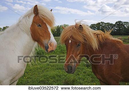 "Icelandic horses, portrait, Germany, Europe" View Large Photo Image Stock Image - "Icelandic horses, portrait, Germany, Europe". Fotosearch