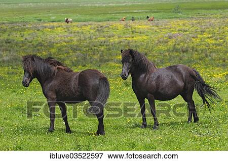 "Icelandic horses standing on a pasture, Germany, Europe" View Large Photo Image Stock Photo - "Icelandic horses standing on a pasture, Germany, Europe". Fotosearch