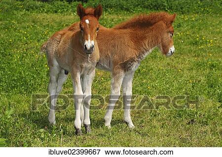 "Icelandic Horses, two foals" View Large Photo Image Stock Photo - "Icelandic Horses, two foals". Fotosearch