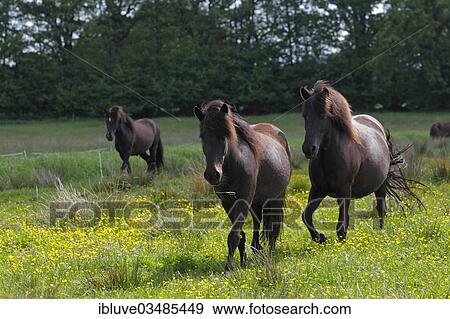 "Icelandic horses walking on a pasture, Germany, Europe" View Large Photo Image Stock Photo - "Icelandic horses walking on a pasture, Germany, Europe". Fotosearch