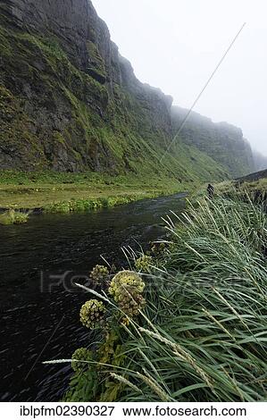 "Icelandic landscape in mist, Vik, Iceland, Europe" View Large Photo Image Stock Photo - "Icelandic landscape in mist, Vik, Iceland, Europe". Fotosearch