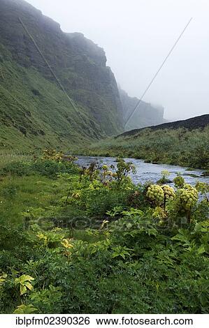 "Icelandic landscape in mist, Vik, Iceland, Europe" View Large Photo Image Stock Photograph - "Icelandic landscape in mist, Vik, Iceland, Europe". Fotosearch