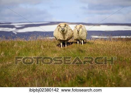 Stock Image - "Icelandic sheep, Vigur Island, Iceland, Europe". Fotosearch