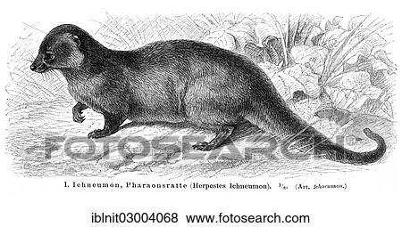 Stock Photo - "Ichneumon or Egyptian Mongoose (Herpestes ichneumon), illustration from Meyers Konversations-Lexikon encyclopedia, 1897". Fotosearch