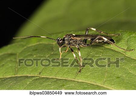Stock Photo - "Ichneumon wasp (Achaius oratorius), on a Japanese knotweed (Fallopia japonica) leaf, South Wales, Wales, United Kingdom, Europe". Fotosearch