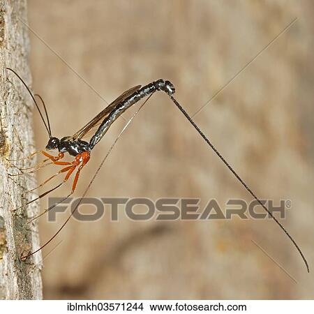 "Ichneumon Wasp (Ephialtes manifestator) in the oviposition, Bad Hersfeld, Hesse, Germany, Europe" View Large Photo Image Picture - "Ichneumon Wasp (Ephialtes manifestator) in the oviposition, Bad Hersfeld, Hesse, Germany, Europe". Fotosearch