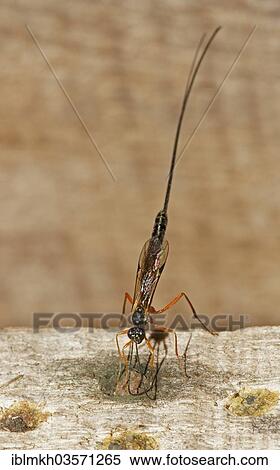 "Ichneumon Wasp (Ephialtes manifestator) in the oviposition, Bad Hersfeld, Hesse, Germany, Europe" View Large Photo Image Stock Photography - "Ichneumon Wasp (Ephialtes manifestator) in the oviposition, Bad Hersfeld, Hesse, Germany, Europe". Fotosearch