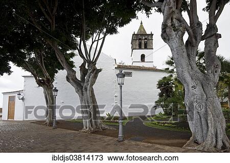 "Icod de los Vinos, Tenerife, Canary Islands, Spain, Europe" View Large Photo Image Stock Image - "Icod de los Vinos, Tenerife, Canary Islands, Spain, Europe". Fotosearch