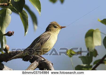 Picture - "Icterine Warbler (Hippolais icterina) on perch, Lower Saxony, Germany, Europe". Fotosearch