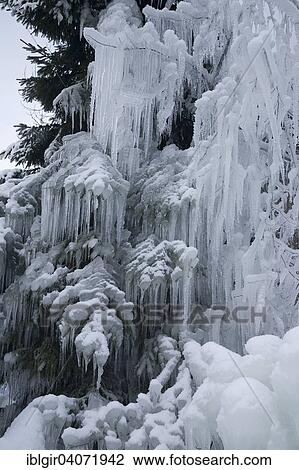 Stock Image - "Icy tree with long icicles, Black Forest, Baden-Wurttemberg, Germany, Europe". Fotosearch