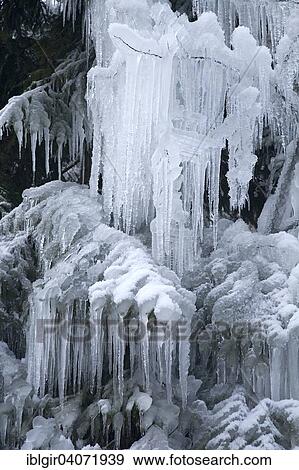 "Icy tree with long icicles, Black Forest, Baden-Wurttemberg, Germany, Europe" View Large Photo Image Stock Photo - "Icy tree with long icicles, Black Forest, Baden-Wurttemberg, Germany, Europe". Fotosearch