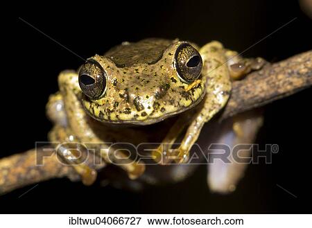 "Ida's Bright-eyed Frog (Boophis idae) in the rainforest of Andasibe, Eastern Madagascar, Madagascar, Africa" View Large Photo Image Stock Photo - "Ida's Bright-eyed Frog (Boophis idae) in the rainforest of Andasibe, Eastern Madagascar, Madagascar, Africa". Fotosearch