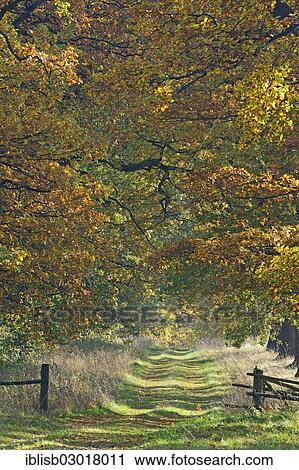 "Idyllic road in autumn with old Oaks (Quercus), primeval forest Sababurg, Hesse, Germany, Europe" View Large Photo Image Stock Image - "Idyllic road in autumn with old Oaks (Quercus), primeval forest Sababurg, Hesse, Germany, Europe". Fotosearch