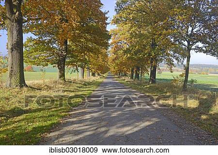 "Idyllic road in autumn with old Oaks (Quercus), primeval forest Sababurg, Hesse, Germany, Europe" View Large Photo Image Stock Photo - "Idyllic road in autumn with old Oaks (Quercus), primeval forest Sababurg, Hesse, Germany, Europe". Fotosearch