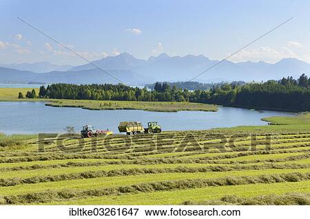 "Illasbergsee lake, part of Forggensee Lake, Hopfensee Lake at back, Rosshaupten, Ostallgau, Allgau, Schwabia, Bavaria, Germany, Europe" View Large Photo Image Stock Photo - "Illasbergsee lake, part of Forggensee Lake, Hopfensee Lake at back, Rosshaupten, Ostallgau, Allgau, Schwabia, Bavaria, Germany, Europe". Fotosearch
