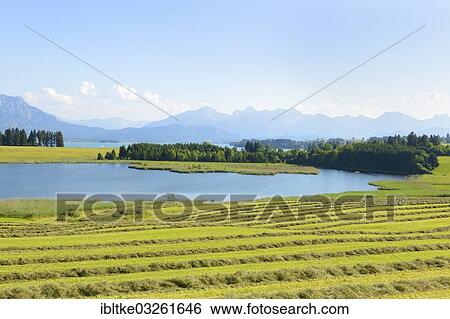 "Illasbergsee lake, part of Forggensee Lake, Hopfensee Lake at back, Rosshaupten, Ostallgau, Allgau, Schwabia, Bavaria, Germany, Europe" View Large Photo Image Stock Photograph - "Illasbergsee lake, part of Forggensee Lake, Hopfensee Lake at back, Rosshaupten, Ostallgau, Allgau, Schwabia, Bavaria, Germany, Europe". Fotosearch