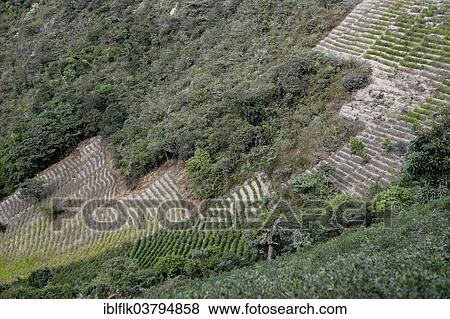 "Illegal Coca fields, Coca bushes (Erythroxylum coca) in the Yungas, Coroico, Department of La Paz, Bolivia, South America" View Large Photo Image Stock Photo - "Illegal Coca fields, Coca bushes (Erythroxylum coca) in the Yungas, Coroico, Department of La Paz, Bolivia, South America". Fotosearch