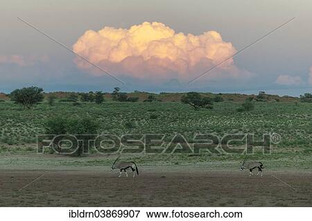 "Illuminated cloud over the Auob Valley with Gemsboks (Oryx gazella), Mata Mata, Kgalagadi Transfrontier Park, South Africa, Africa" View Large Photo Image Stock Photo - "Illuminated cloud over the Auob Valley with Gemsboks (Oryx gazella), Mata Mata, Kgalagadi Transfrontier Park, South Africa, Africa". Fotosearch