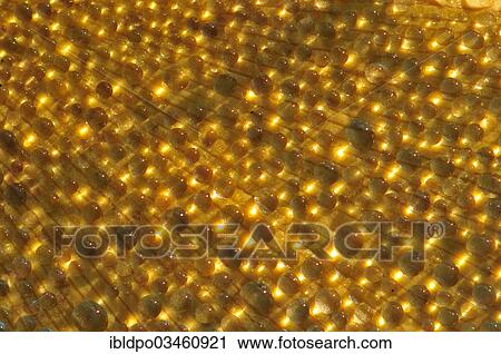 "Illuminated dewdrops, France, Europe" View Large Photo Image Stock Image - "Illuminated dewdrops, France, Europe". Fotosearch