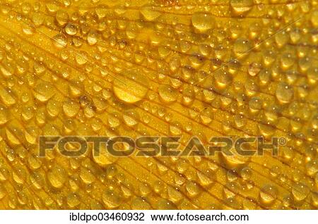 "Illuminated dewdrops, France, Europe" View Large Photo Image Stock Image - "Illuminated dewdrops, France, Europe". Fotosearch