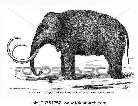 Stock Photo - "Illustration of a Mammoth (Elephas primigenius), Meyers Encyclopedia, 1897". Fotosearch