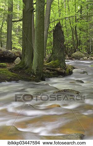 "Ilse River, Ilse valley, Ilsenburg, Saxony-Anhalt, Germany, Europe" View Large Photo Image Picture - "Ilse River, Ilse valley, Ilsenburg, Saxony-Anhalt, Germany, Europe". Fotosearch