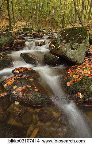 Picture - "Ilse River in autumn, Ilsenburg, Harz, Saxony-Anhalt, Germany, Europe". Fotosearch