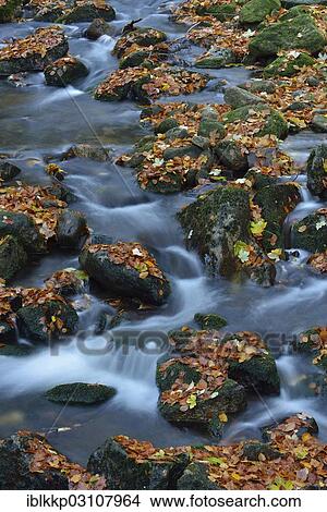 Picture - "Ilse River in autumn, Ilsenburg, Harz, Saxony-Anhalt, Germany, Europe". Fotosearch