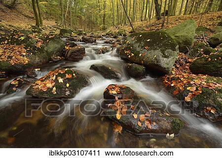 "Ilse River in autumn, Ilsenburg, Harz, Saxony-Anhalt, Germany, Europe" View Large Photo Image Stock Image - "Ilse River in autumn, Ilsenburg, Harz, Saxony-Anhalt, Germany, Europe". Fotosearch