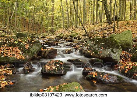 Stock Photo - "Ilse River in autumn, Ilsenburg, Harz, Saxony-Anhalt, Germany, Europe". Fotosearch