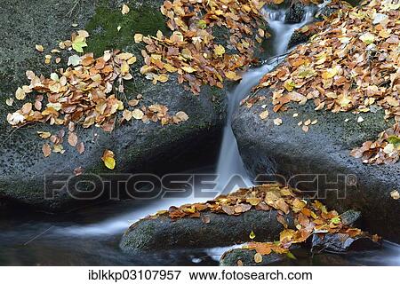"Ilse River in autumn, Ilsenburg, Harz, Saxony-Anhalt, Germany, Europe" View Large Photo Image Stock Photo - "Ilse River in autumn, Ilsenburg, Harz, Saxony-Anhalt, Germany, Europe". Fotosearch