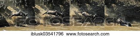 "Image sequence, Blue Wildebeest (Connochaetes taurinus) jumps into the Mara River, Massai Mara, Kenya, Africa" View Large Photo Image Stock Photograph - "Image sequence, Blue Wildebeest (Connochaetes taurinus) jumps into the Mara River, Massai Mara, Kenya, Africa". Fotosearch