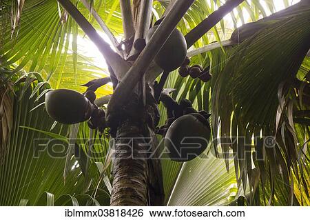 "Immature female fruits of the Maldive Coconut or Coco de Mer (Lodoicea maldivica), an endemic species of palm tree, Vallee de Mai, Praslin, Seychelles, Africa" View Large Photo Image Stock Photograph - "Immature female fruits of the Maldive Coconut or Coco de Mer (Lodoicea maldivica), an endemic species of palm tree, Vallee de Mai, Praslin, Seychelles, Africa". Fotosearch