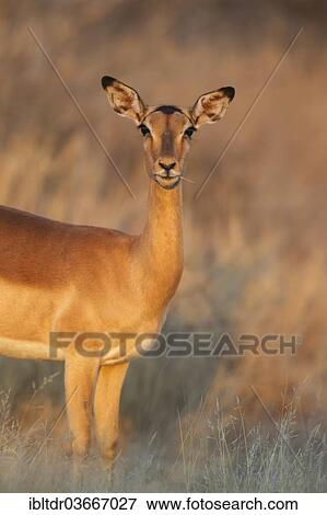 Stock Photo - "Impala (Aepyceros melampus), female in the morning light, Kruger National Park, South Africa, Africa". Fotosearch