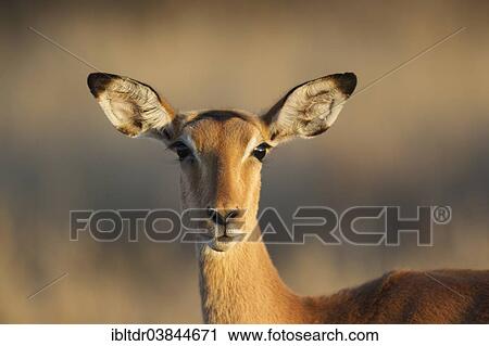 Stock Image - "Impala (Aepyceros melampus), female, Kruger National Park, South Africa, Africa". Fotosearch
