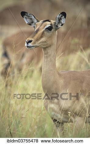 "Impala (Aepyceros melampus), female, Kruger National Park, Skukuza, South Africa, Africa" View Large Photo Image Stock Photo - "Impala (Aepyceros melampus), female, Kruger National Park, Skukuza, South Africa, Africa". Fotosearch