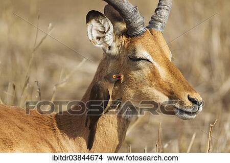 "Impala (Aepyceros melampus), male, with Red-billed Oxpecker (Buphagus erythrorhynchus) at its head, Kruger National Park, South Africa, Africa" View Large Photo Image Picture - "Impala (Aepyceros melampus), male, with Red-billed Oxpecker (Buphagus erythrorhynchus) at its head, Kruger National Park, South Africa, Africa". Fotosearch