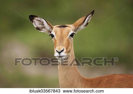 "Impala (Aepyceros melampus), portrait, Serengeti National Park, Serengeti, Tanzania, Africa" View Large Photo Image Stock Image - "Impala (Aepyceros melampus), portrait, Serengeti National Park, Serengeti, Tanzania, Africa". Fotosearch